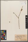 Foto von Salix wallichiana Andersson
